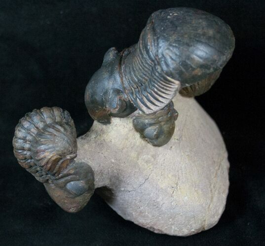 Trilobite Cluster Reedops & Paralejurus - Atchana, Morocco #16408